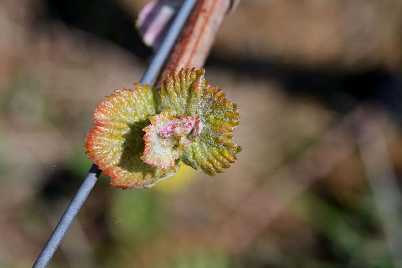 Vignoble Macro 4-Feuilles sorties 0074